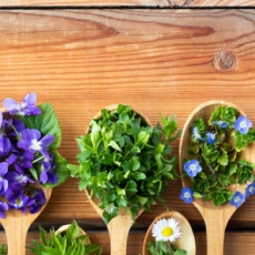 23 mai: cueillette et cuisine sauvage