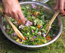 7 sept: Plantes m&eacute;dicinales:  Balade et cuisine